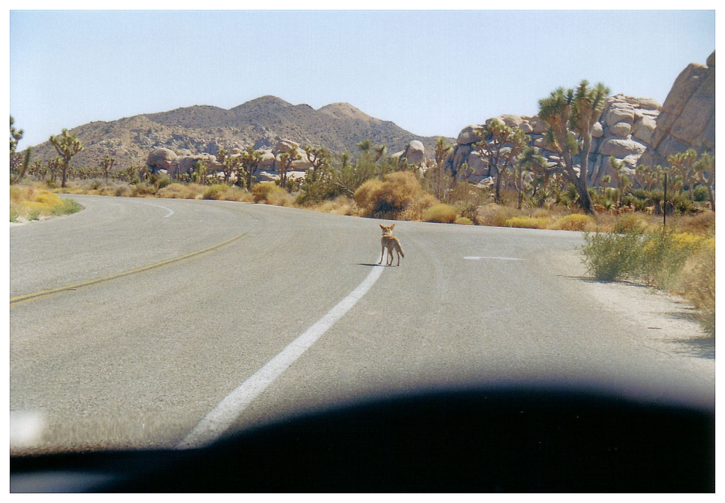 09 - Death Valley NP (7).jpg